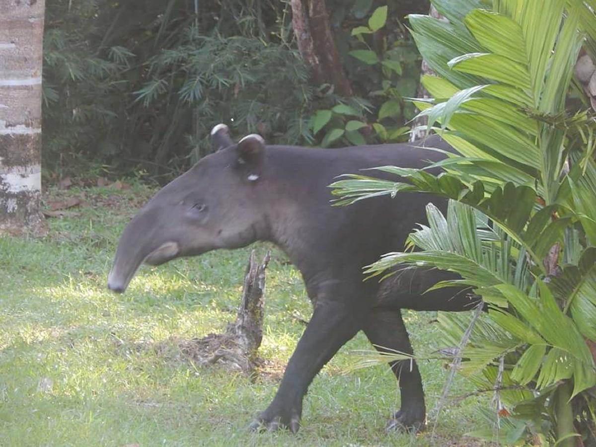 Naguala Jungle Lodge Drake Bay ภายนอก รูปภาพ